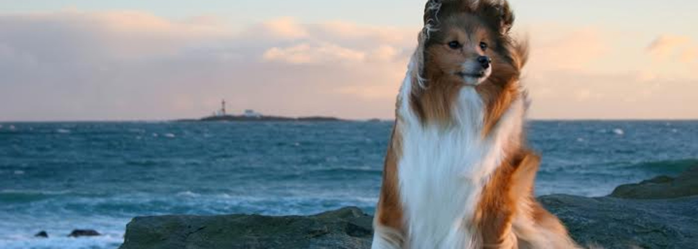 \"A pet is an island of sanity in what appears to be an insane world.\"